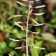 Nasturtium officinale