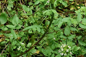 Water-cress: Nasturtium officinale