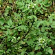 Nasturtium officinale