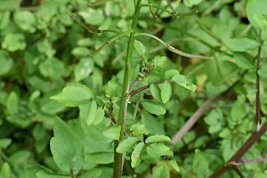 Water-cress: Nasturtium officinale