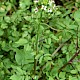 Nasturtium officinale