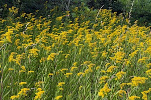 Early Goldenrod: Solidago gigantea subsp. serotina