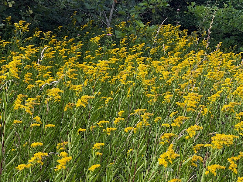 Solidago gigantea subsp. serotina - © Charles Hipkin