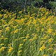 Solidago gigantea subsp. serotina