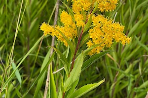 Early Goldenrod: Solidago gigantea subsp. serotina