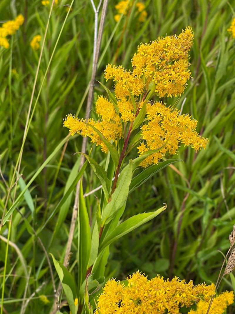 Solidago gigantea subsp. serotina - © Charles Hipkin