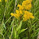 Solidago gigantea subsp. serotina