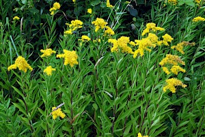 Early Goldenrod: Solidago gigantea subsp. serotina