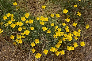 Californian Poppy: Eschscholzia californica