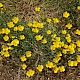 Eschscholzia californica