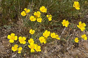 Californian Poppy: Eschscholzia californica