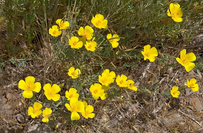 Eschscholzia californica - © Charles Hipkin