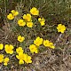 Eschscholzia californica