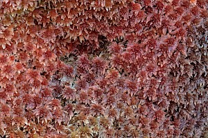 Red Bog-moss: Sphagnum rubellum