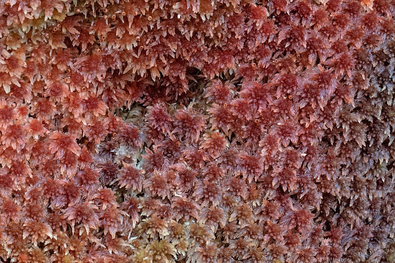 Sphagnum rubellum - © Charles Hipkin