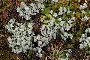 Small Cudweed: Filago minima