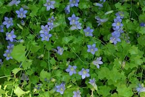 Ivy-leaved Bellflower: Wahlenbergia hederacea