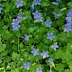 Wahlenbergia hederacea