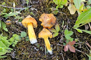 Hygrocybe acutoconica var. konradii 