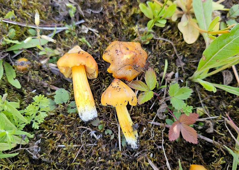 Hygrocybe acutoconica var. konradii - © Barry Stewart