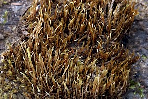 Pohlia drummondii Drummond's Thread-moss