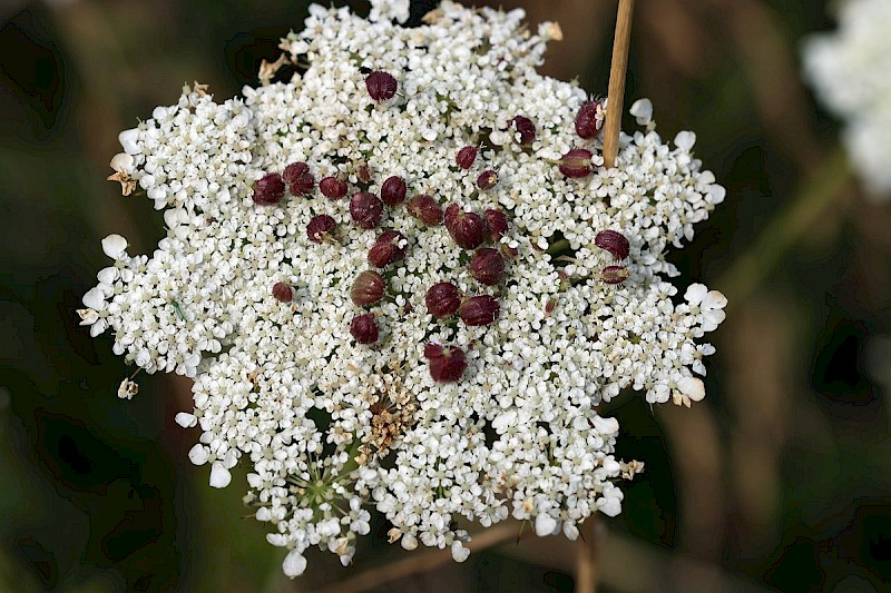 Daucus carota - © Barry Stewart