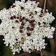 Daucus carota