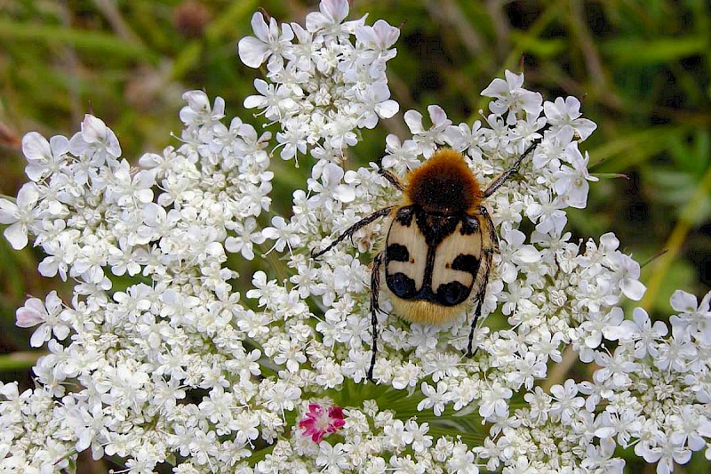 Daucus carota - © Barry Stewart