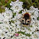 Daucus carota