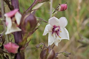 Verbascum lychnitis White Mullein