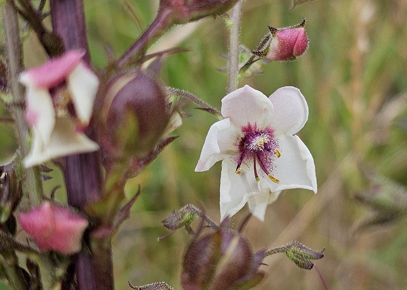 Verbascum lychnitis - © Barry Stewart