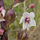 Verbascum lychnitis