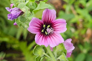 Malva arborea Tree-mallow