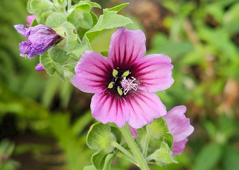 Malva arborea - © Barry Stewart