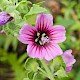 Malva arborea