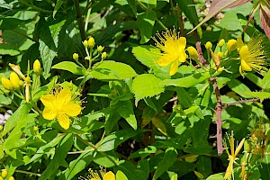 Hypericum androsaemum x hircinum = H. x inodorum Tall Tutsan