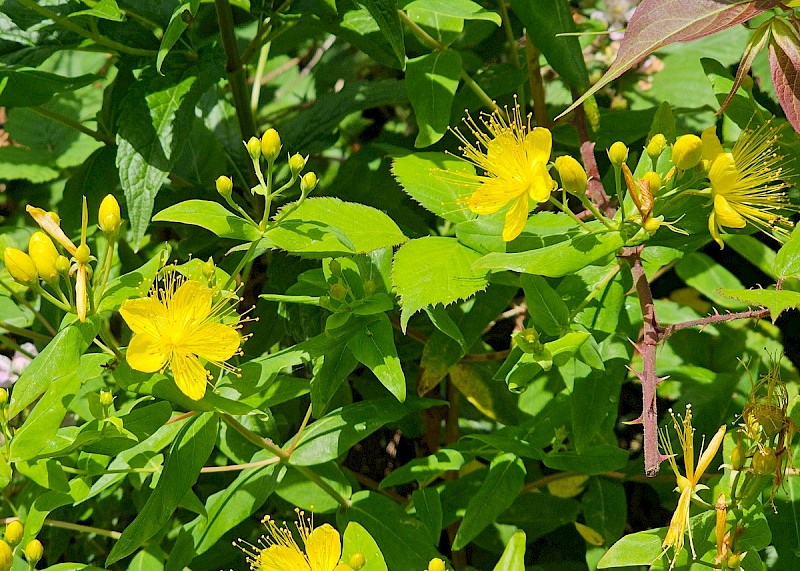 Hypericum androsaemum x hircinum = H. x inodorum - © Barry Stewart