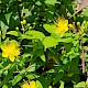 Hypericum androsaemum x hircinum = H. x inodorum