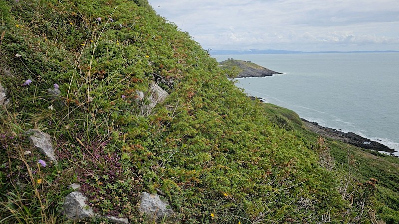 Juniperus communis - © Barry Stewart