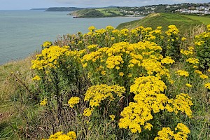 Senecio jacobaea Common Ragwort