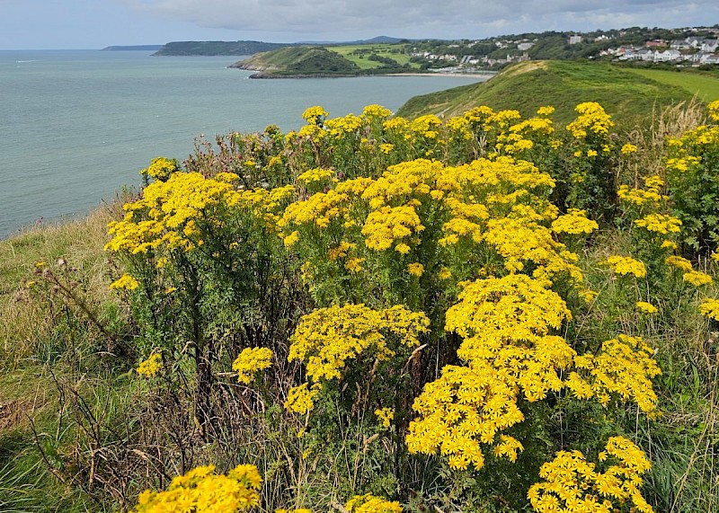 Senecio jacobaea - © Barry Stewart