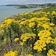 Senecio jacobaea