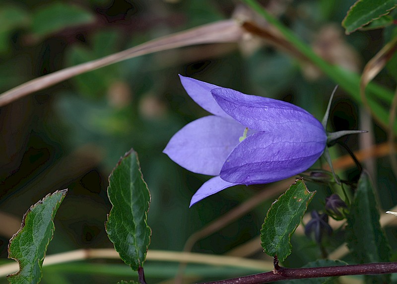 Campanula rotundifolia - © Barry Stewart