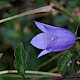 Campanula rotundifolia