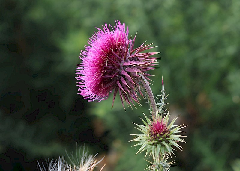 Carduus nutans - © Barry Stewart