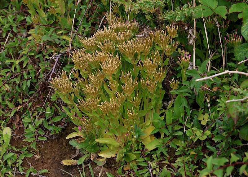 Centaurium erythraea - © Barry Stewart