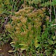 Centaurium erythraea