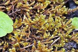 Drepanocladus sendtneri Chalk Hook-moss