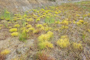 Slender Club-rush: Isolepis cernua