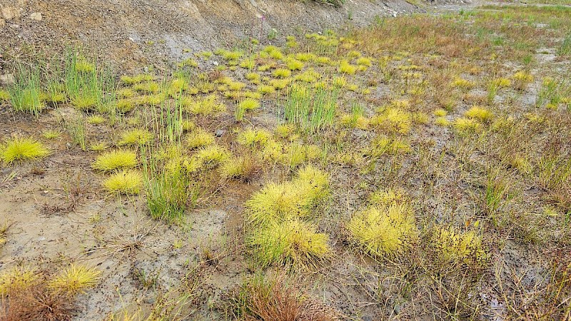 Isolepis cernua - © Barry Stewart